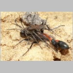 Ammophila sabulosa - Sandwespe 34b 16-20mm Paarung.jpg
